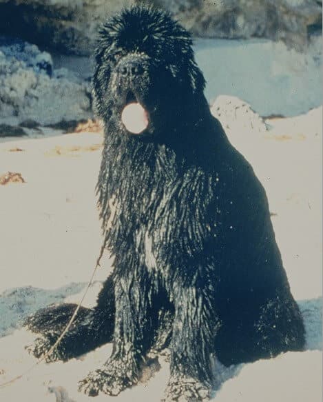 Black Newfoundland dog sitting on the beach