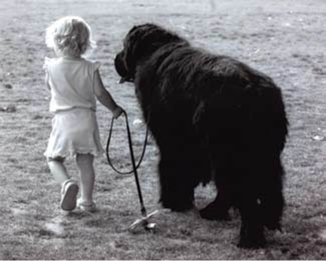 Black and white photo of a Newfoundland dog being led on a leash by a little child