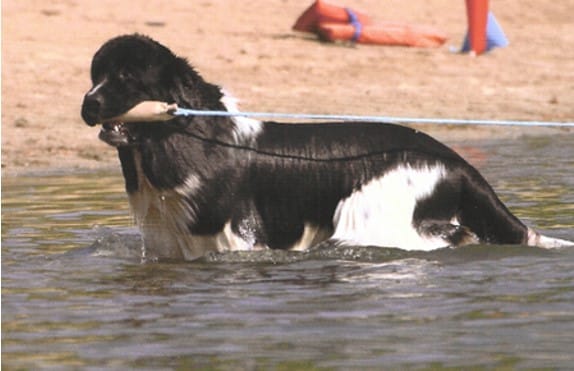 Newfoundland dog playing in the water