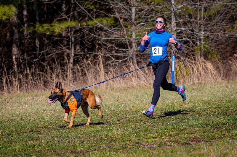 Dog-powered sport - Mushing: Woman and a Belgian Malinois dog doing Canicross sport