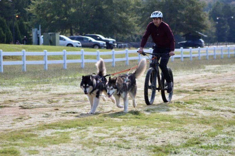 Dog-powered sport: Man and Alaskan Malamutes dogs bikejoring