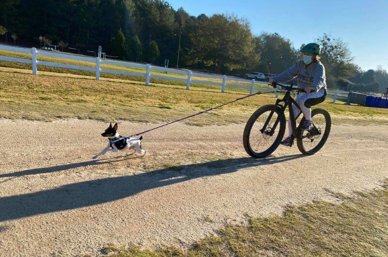 Dog-powered sport: Woman and a Toy Fox Terrier bikejoring
