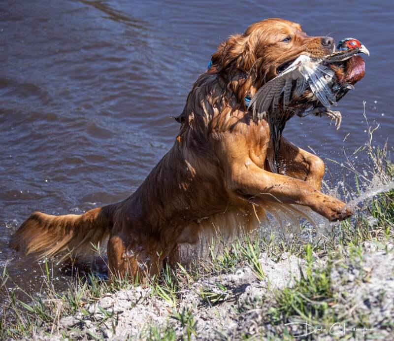 The job of a retriever requires proper proportions and substance to assure athleticism, efficiency, and stamina.
