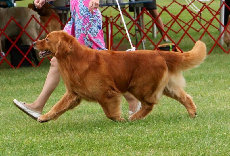 Side photo of a golden retriever dog with its handler at a dog show