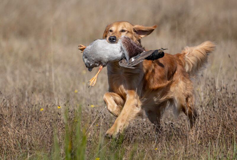 dog running on a field with a duck in its mouth