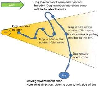 Understanding How Your Dog Smells Odors