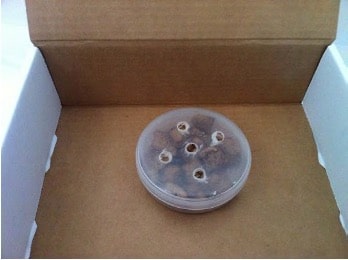 Figure 3. Scent Picture of a Box with Plastic Container and Food