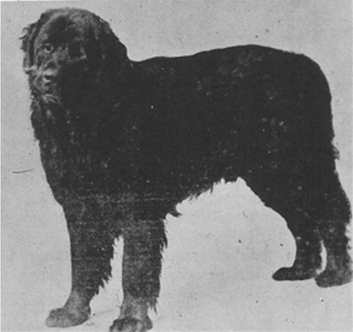 black and white photo of a black newfoundland dog