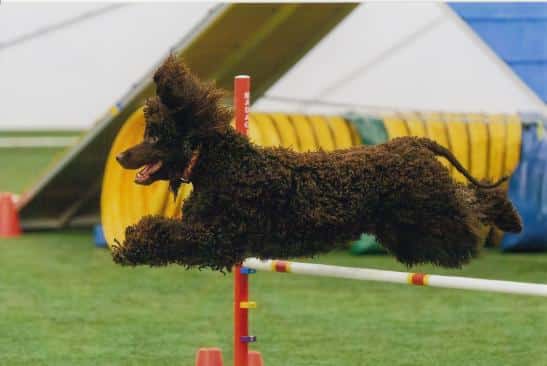 dog going for titles; irish water spaniel jumping over an obstacle