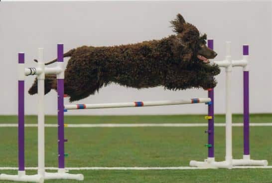 dog going for titles; irish water spaniel jumping over an obstacle