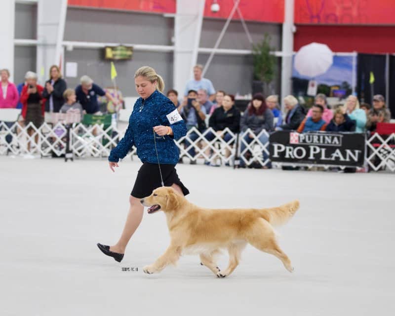 Woman and a Golden retriever walking in a dog show ring