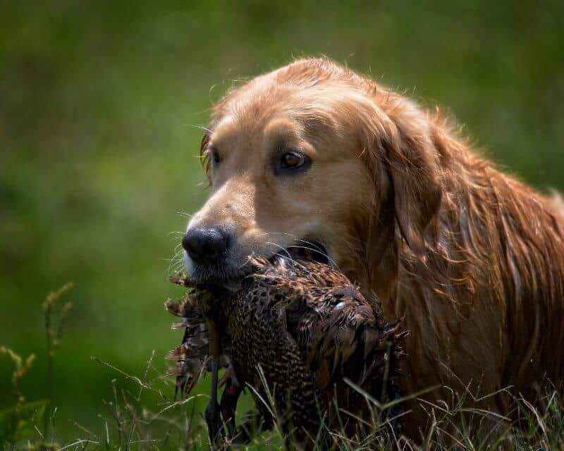 head photo of a dog holding a duck in his mouth