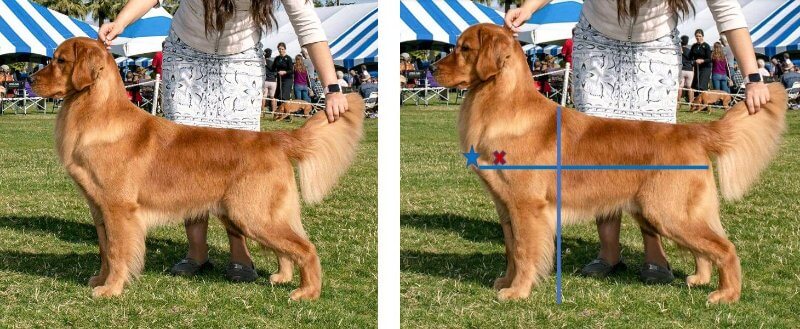 Golden Retriever length is measured from the breastbone, NOT the point of the shoulder.