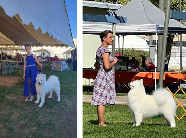 combined photos: left: little girl standing with her samoyed dog, right: woman standing with her samoyed dog