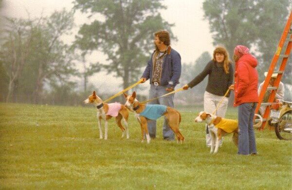 Image showing Ibizan hounds participating in their first trial.spring 1976, at Vale Vue Kennels in West Chester, Pennsylvania, Picture is showing a Ibizan Hound ‘Melvin’ (with handler Dean), ‘Phoenicia’ (with handler Nan) and ‘Reina’ (with handler Judi)