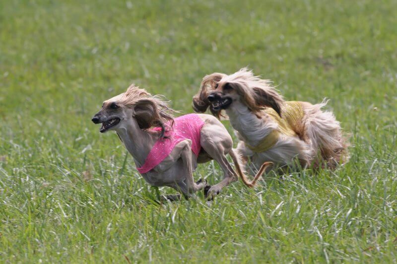 Afghan Hound lure coursing