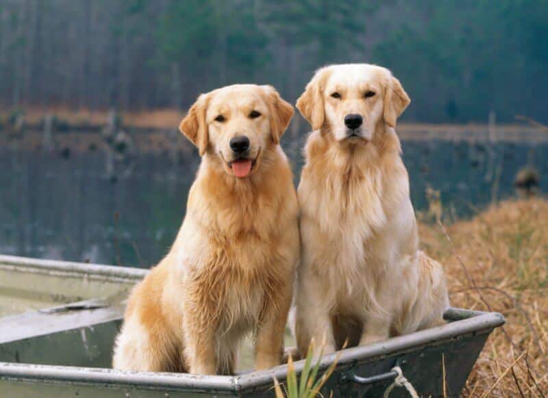 middle tennessee amateur retriever club