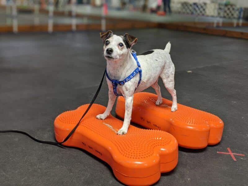 Dog exercise: jack russel terrier named "Oscar" on fitbones