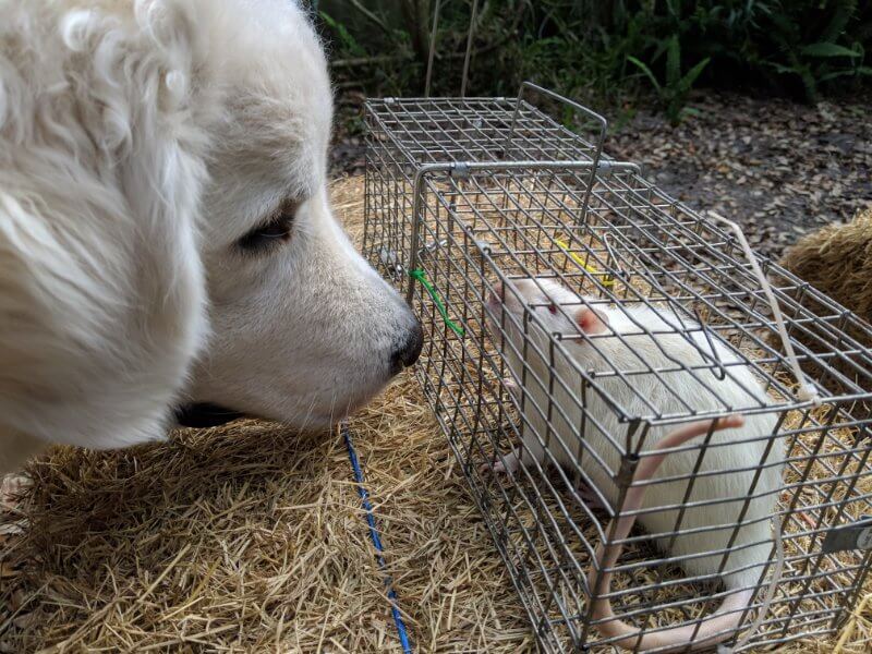 Barn Hunt: ‘Smitty’ is introduced to a caged rat.
