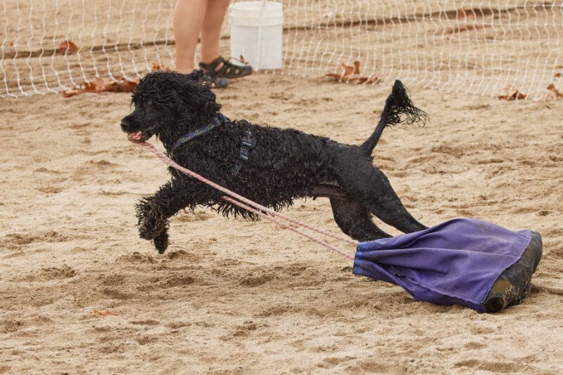 Portuguese Water Dog Water Trials