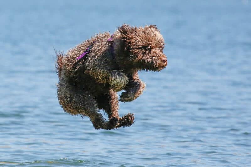 Portuguese Water Dog jumping in water
