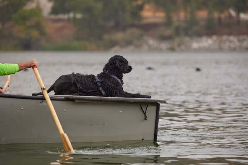 Portuguese Water Dog on a boat