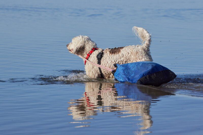Portuguese Water Dog Water Trials