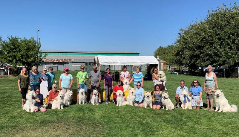 Samoyed Club of America National Specialty 2022 - Group of people standing with their Samoyed dogs on a field
