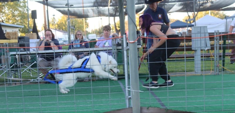 Samoyed Club of America National Specialty 2022: Samoyed particapating with his handler at weight pulling