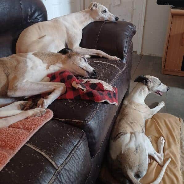 Whippets at Rest