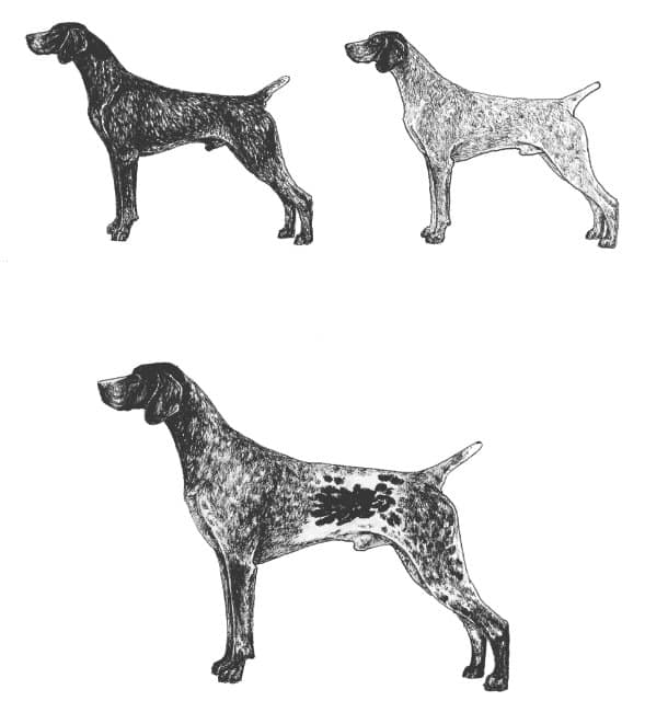 Illustration of German Shorthaired Pointers