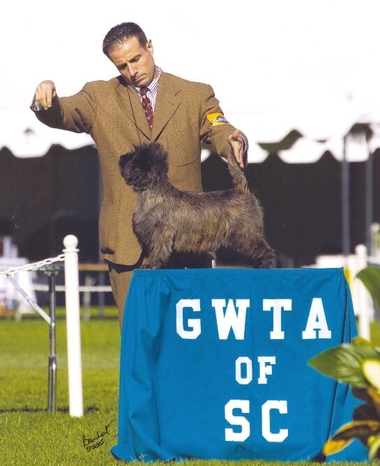 Joe Vernuccio of Ashwood Cairn Terriers Showing in the Terrier Group at Great Western All-Terrier Show