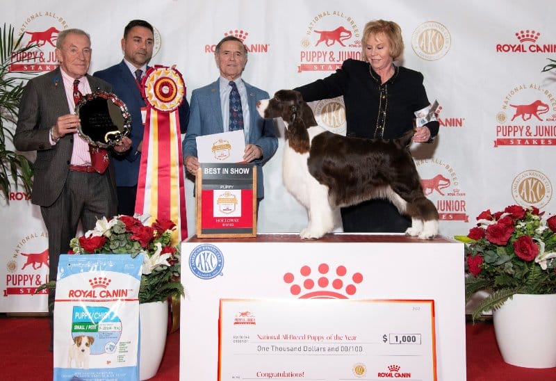 English Springer Spaniel “Earl” Wins AKC/Royal Canin National All-Breed Puppy and Junior Stakes - Vicki Holloway © AKC