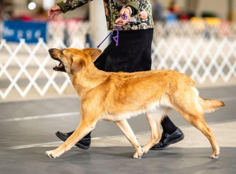 Chinook at a dog show