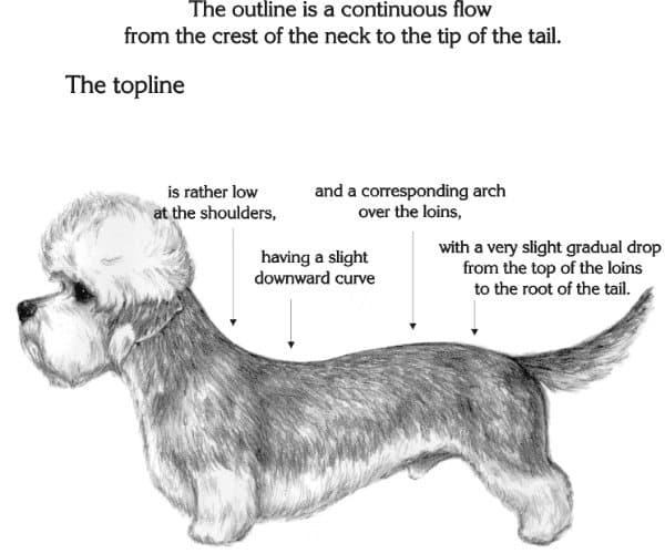Dandie Dinmon Terrier illustration 