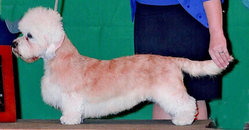 MBIS/MBISS/NBIS CH King’s Mtn. Angelina Ballerina - Top-Winning Bitch in Breed History