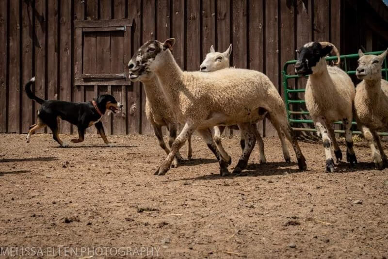 Entlebucher Sheep Herding 