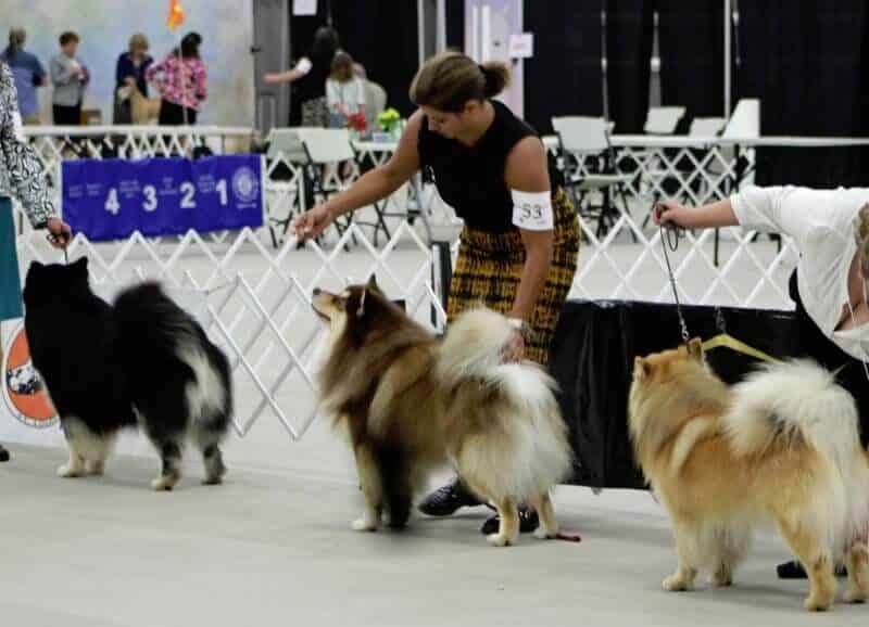 Finnish lapphunds at dog show
