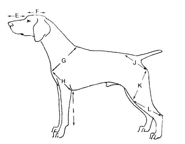 Illustration of a German Shorthaired Pointer with the following text: "4.2b Skull and foreface and forequarter/hindquarter bones/angles. E = approx. the same length as F. G = H = I (I may be slightly longer), J is to K & L as 1 is to 1.75 (approx)."