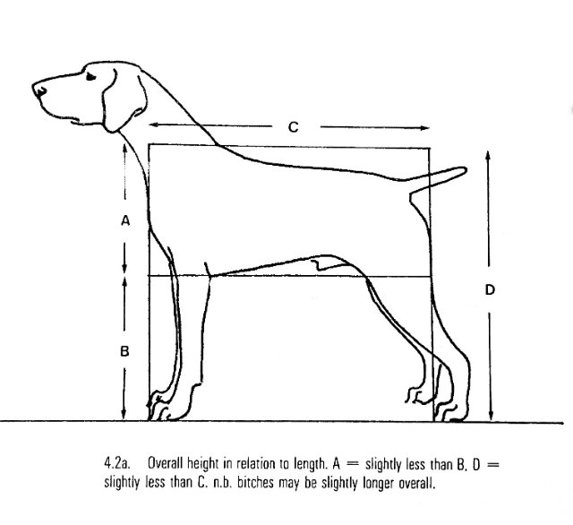 Illustration of a German Shorthaired Pointer with the following text: "4.2a Overall height in relation to length. A = slightly less than B. D= slightly less than C. n.b. bitches may be slightly longer overall.