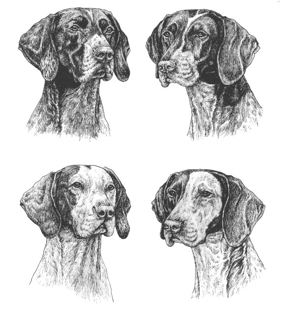 Black German Shorthaired Pointers