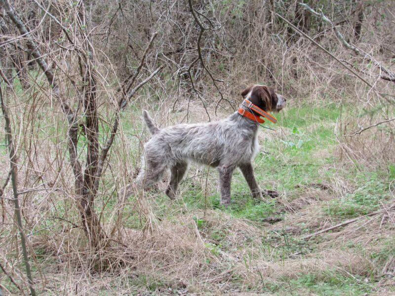 German Wirehaired Pointer in the dog show ring