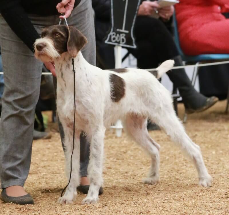 German Wirehaired Pointer in the show ring