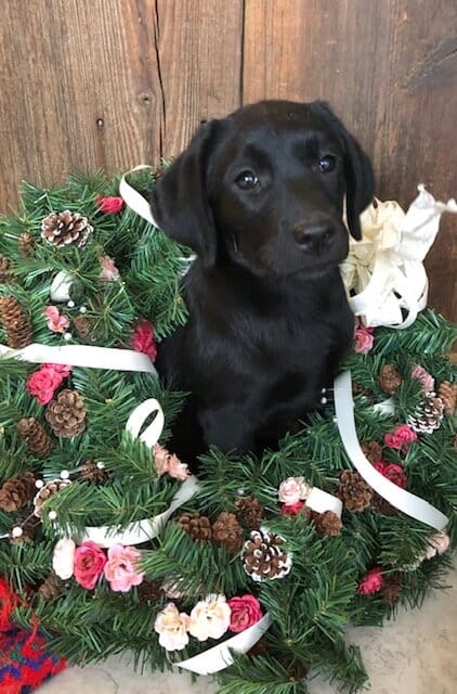puppy sitting in christmas decoration