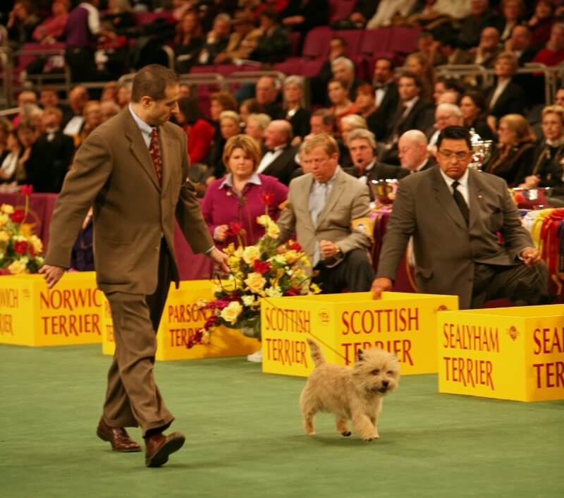 Joe Vernuccio of Ashwood Cairn Terriers Showing ‘Junior’ in the Group at Westminster