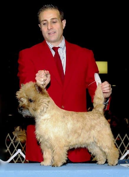 Joe Vernuccio of Ashwood Cairn Terriers Showing Ch. Ashwood Kenric’s Pussycat Doll