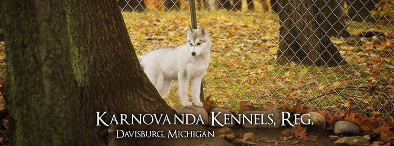 Karnovanda Kennels, Reg. Siberian Huskies banner