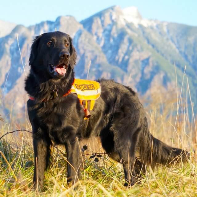 2022 AKC Humane Fund Awards for Canine Excellence recipient Flat-Coated Retriever named "Lincoln"