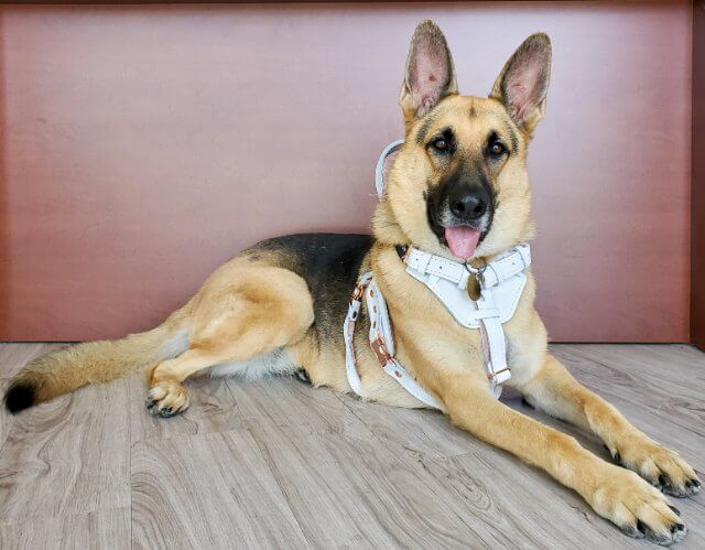 2022 AKC Humane Fund Awards for Canine Excellence recipient German Shepherd Dog named "Lotus"