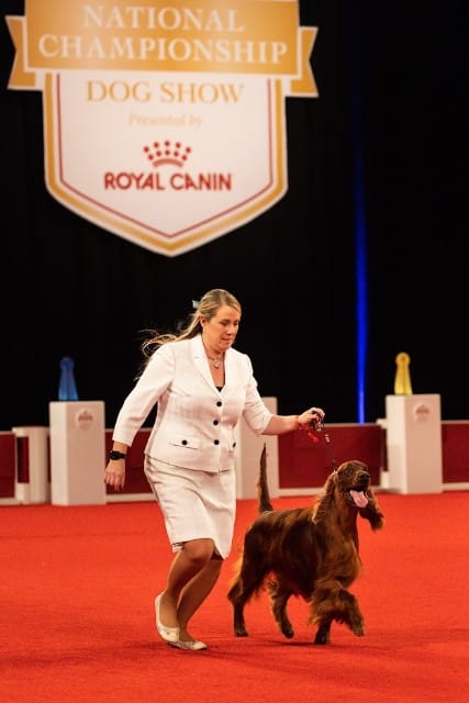 NOHS Best in Show winner: GCHS CH Bramblebush Piper At The Gates Of Dawn, an Irish Setter known as “Declan” owned and bred by Cheryl L Stiehl DVM & Craig Larson.Stephaniellen Photography (C) AKC